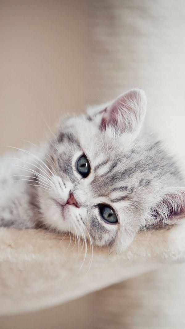 黑白小猫咪大全图片