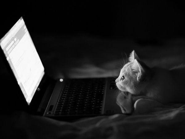 萌呆呆的猫咪高清大全图片