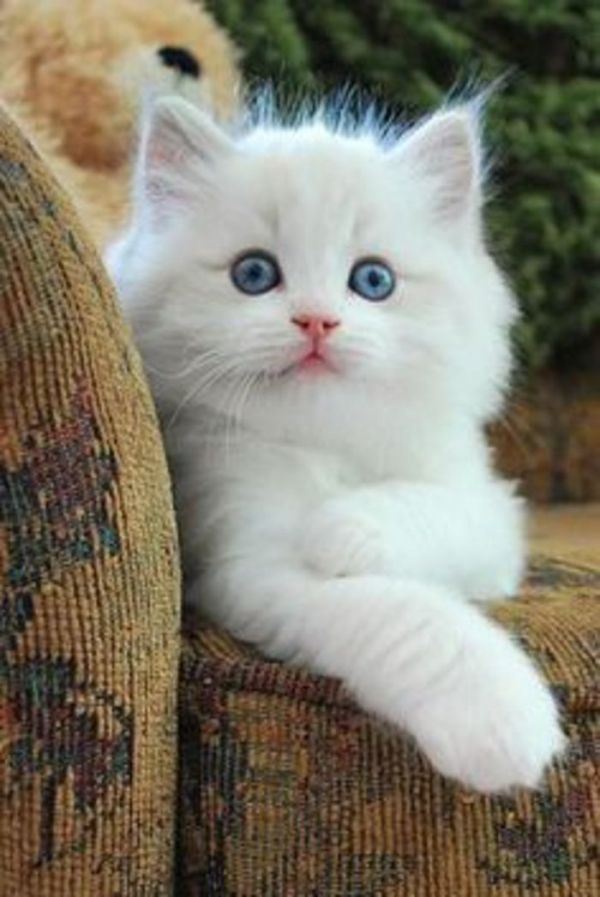 懒惰的猫咪合辑图片