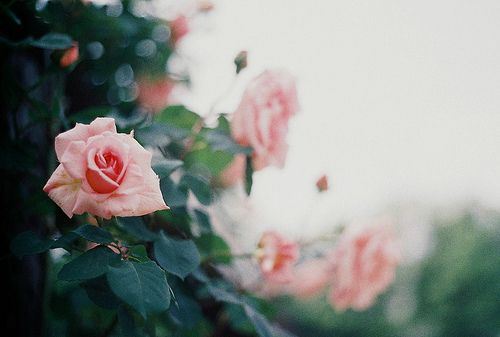 陌上花开唯美意境大全图片
