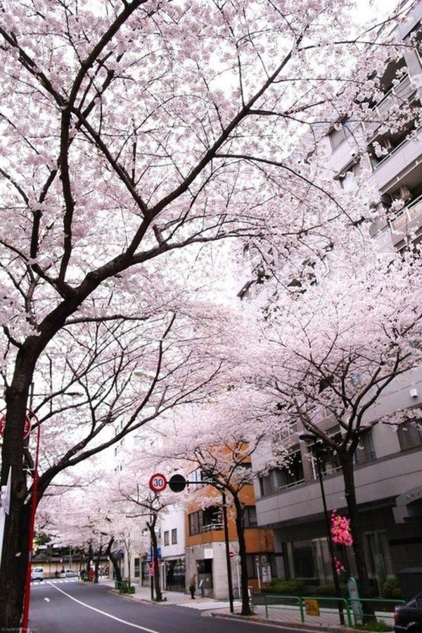 樱花盛开的唯美大全图片