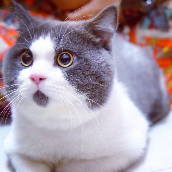 可爱的大眼萌猫可爱合辑图片