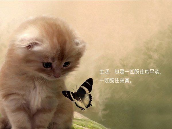 喵星人带字搞笑合辑图片