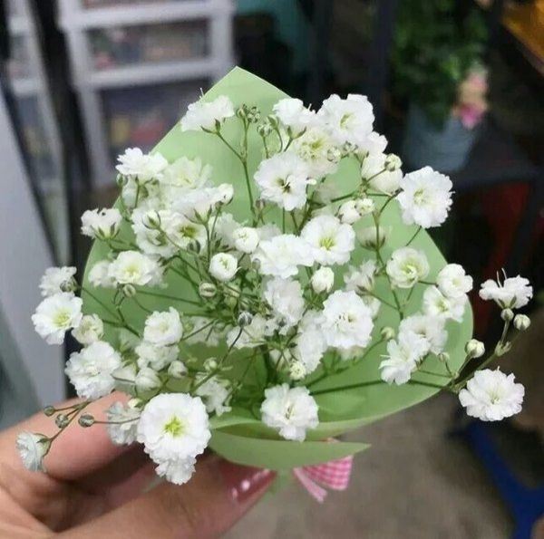 非主流小清新满天星唯美森系图片