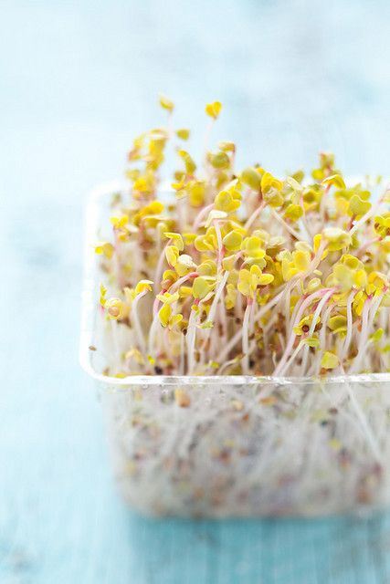 小清新植物唯美高清合辑图片