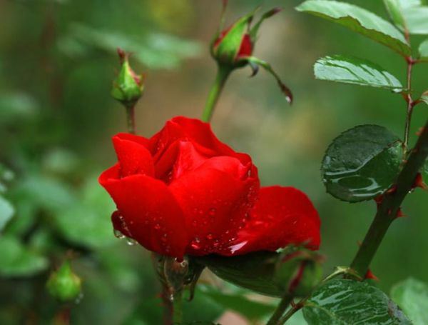 雨中花朵唯美精选图集图片