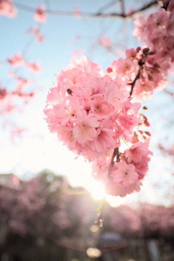 樱花盛开的唯美大全图片