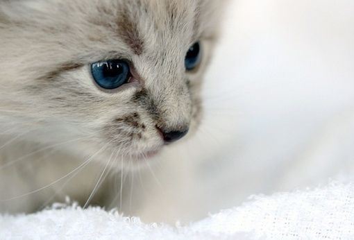 可爱的小猫咪大全图片