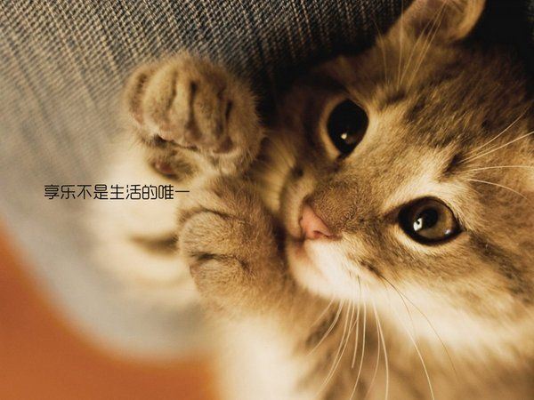 喵星人带字搞笑合辑图片