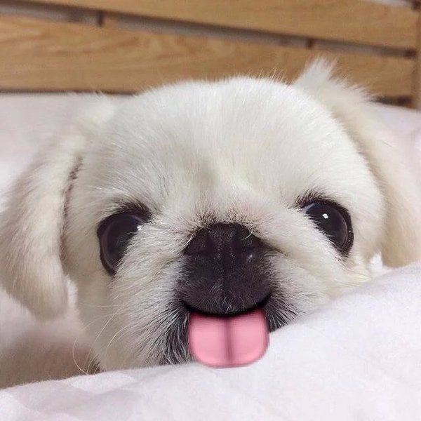 萌萌的小狗高清大全图片
