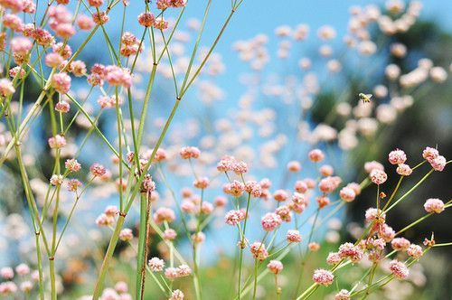 春暖花开唯美精选图片