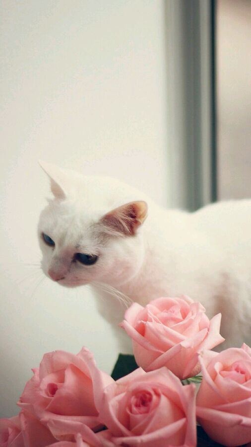 超可爱的小花猫合辑图片