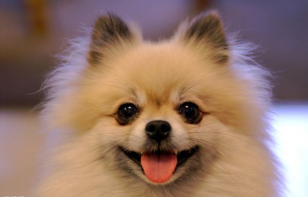 可爱的小狗高清大全图片