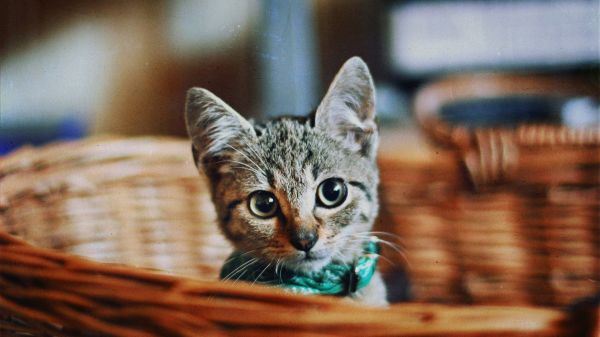 呆萌萌的猫咪大全图片