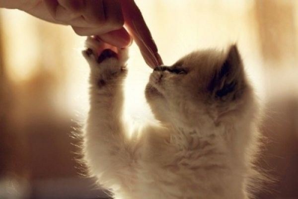 黑白小猫咪大全图片