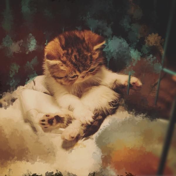 小猫咪卖萌可爱高清大全图片