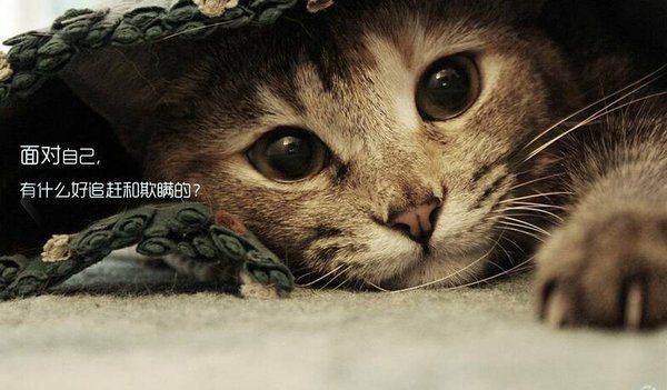 喵星人带字搞笑合辑图片