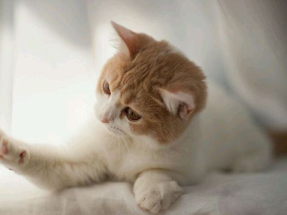可爱的小花猫大全高清图片