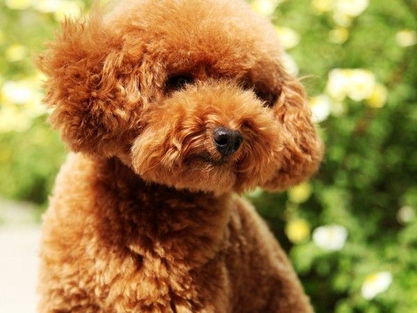 超可爱小狗大全高清精选图片