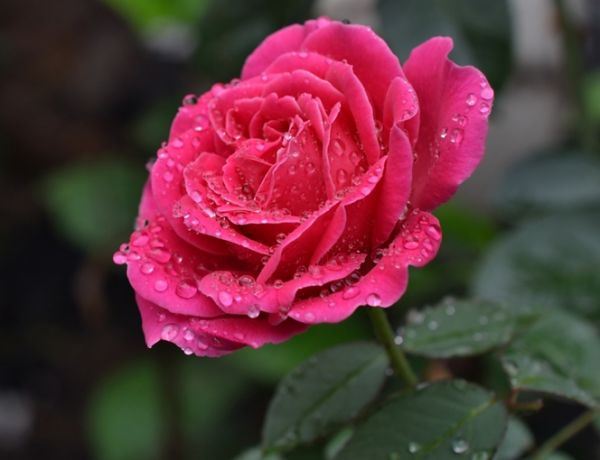 雨中花朵唯美精选图集图片