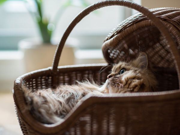 萌呆呆的猫咪高清大全图片