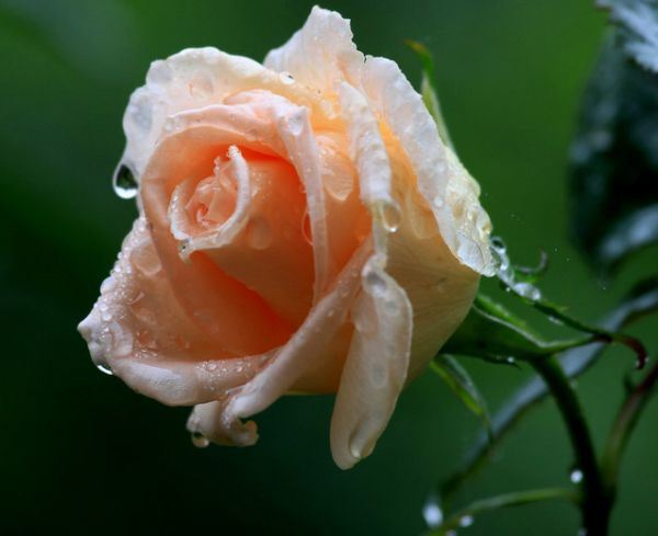 雨中花朵唯美精选图集图片