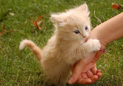 可爱的小花猫大全高清图片