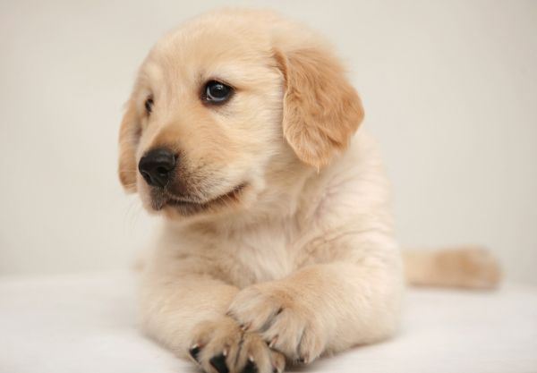 可爱的小狗高清大全图片