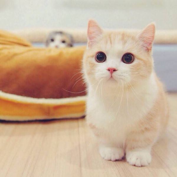 懒惰的猫咪合辑图片