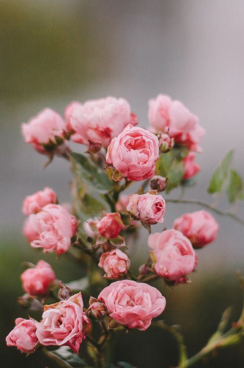 春暖花开唯美精选图片