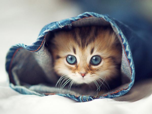 萌呆呆的猫咪高清大全图片