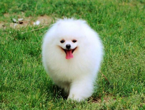 宠物狗的爱高清大全图片