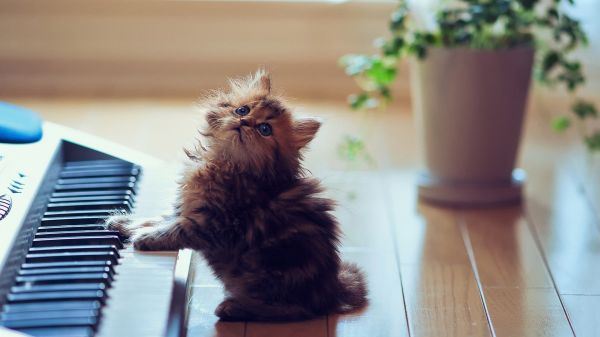 呆萌萌的猫咪大全图片