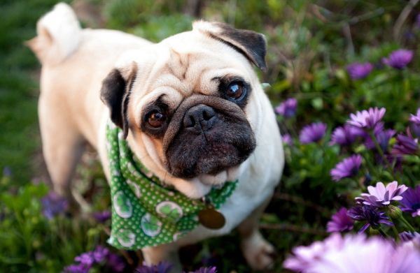 可爱的小狗高清大全图片