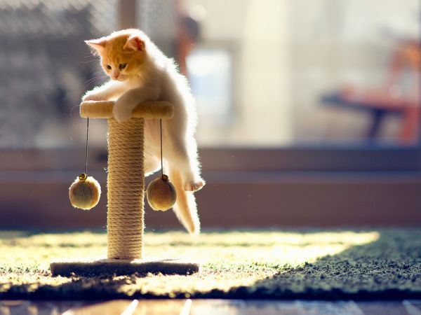 萌呆呆的猫咪高清大全图片
