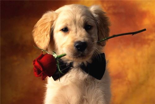 卖萌的小狗精选图片