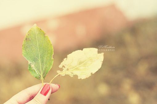花朵治愈小清新大全图片