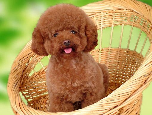 超可爱小狗大全高清精选图片