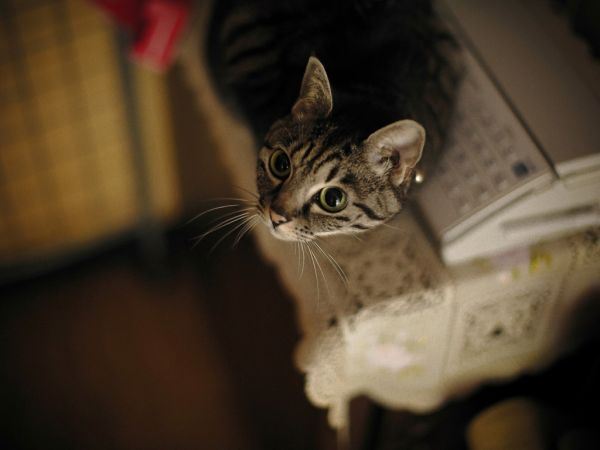 萌呆呆的猫咪高清大全图片