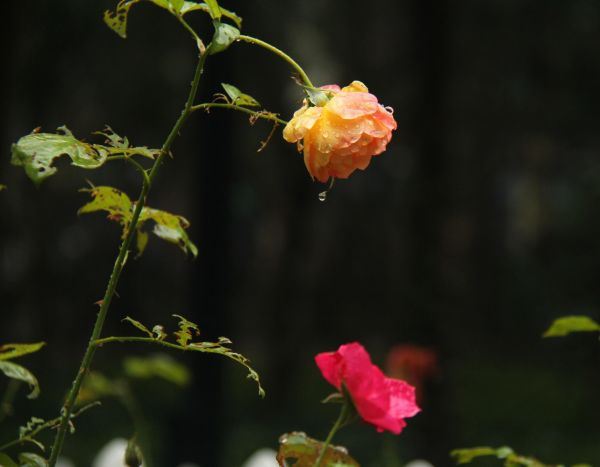 雨中花朵唯美精选图集图片