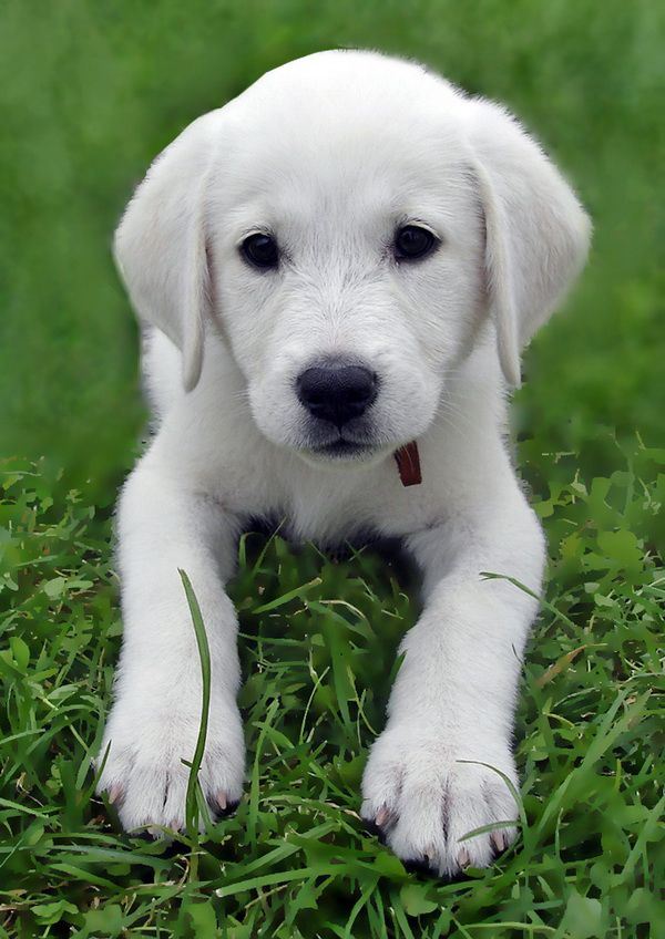 超可爱小狗大全高清精选图片