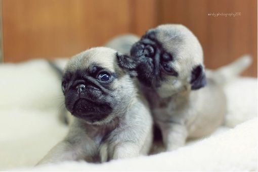 超可爱小狗大全高清精选图片