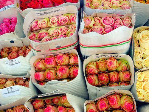 花朵治愈小清新大全图片