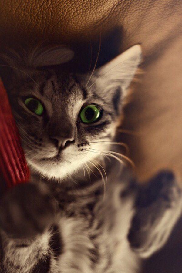 萌萌的猫咪合辑图片