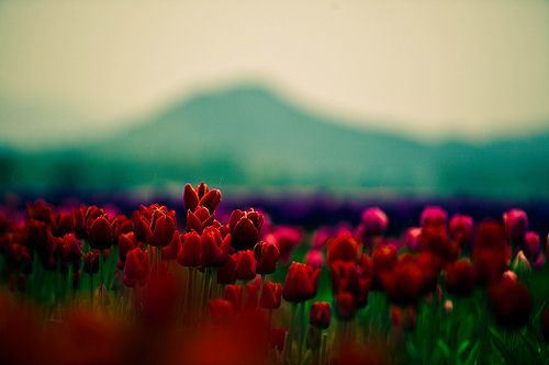 花朵治愈小清新大全图片