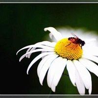 蜂蜜采花的唯美头像_微信头像大全图片