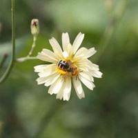 蜂蜜采花的唯美头像_微信头像大全图片