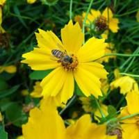 蜂蜜采花的唯美头像_微信头像大全图片