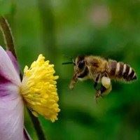 蜂蜜采花的唯美头像_微信头像大全图片