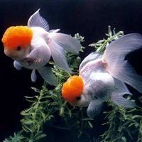 适合做头像的鱼的唯美_微信头像大全图片